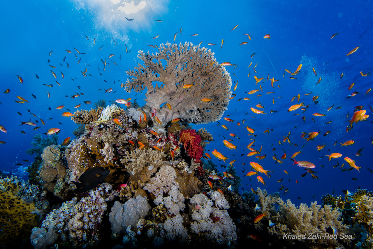 Coral Reef in Qatar - are home to one of every four marine species.
